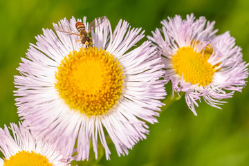 Bee on white and yellow daisy flower