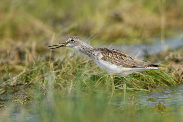 Common Greenshank - Tringa nebularia, shore water bird common in European swamps and fresh waters, Hortobagy National Park, Hungary.