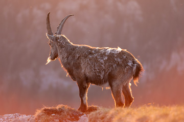 Steinböcke & Gemsen