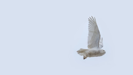 Snowy owl in flight