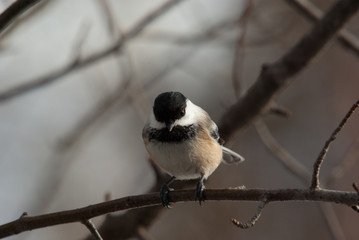Chickadee perch on a branch in winter staring at the photographer.  Very tame and friendly bird.  One of the regular visitors to to the bird feed house.