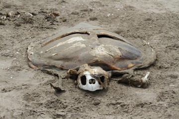 Dead turtle on the seashore. Carcass of a tortoise reptile on the sand