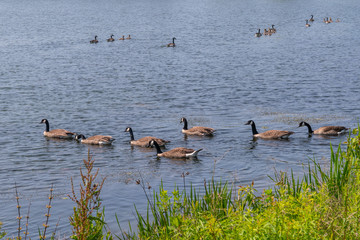 Geese swimming in lake near forest