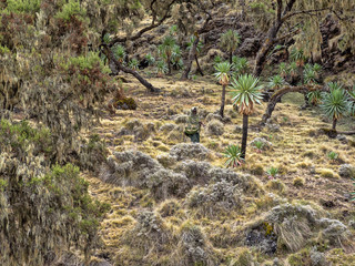 Dry grassland and lobelia Lobelia rhynchopetalum in Simien Mountains National Park, Ethiopia