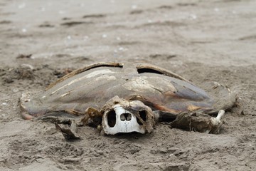 Dead turtle on the seashore. Carcass of a tortoise reptile on the sand