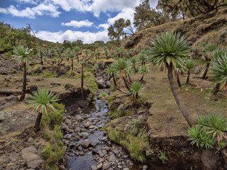 Fototapeta na wymiar Stream with Lobelia Lobelia rhynchopetalum in Simien Mountains National Park, Ethiopia