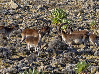 A herd of very rare walia ibex, Capra walie in high in the mountains of Simien mountains national park, Ethiopia.
