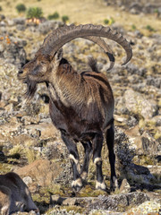 Large male rare Walia ibex, Capra walie in high mountains of Simien mountains national park, Ethiopia. - obrazy, fototapety, plakaty