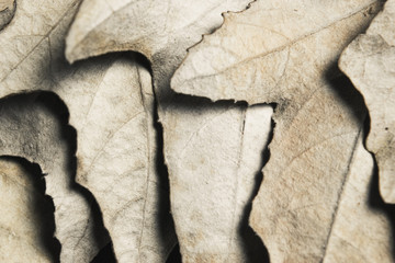 background of dry autumn leaves of gray colors.