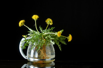 Dandelion with roots and leaves in a glass teapot on a dark background