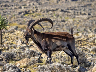 Large male rare Walia ibex, Capra walie in high mountains of Simien mountains national park, Ethiopia. - obrazy, fototapety, plakaty