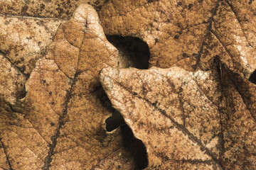 background of dry brown autumn leaves.
