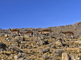 A herd of very rare walia ibex, Capra walie in high in the mountains of Simien mountains national park, Ethiopia. - obrazy, fototapety, plakaty