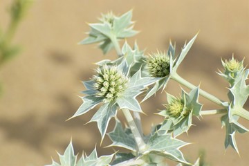 Wild medical plant in the Cyprus 