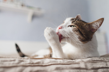 Striped adult cat lies on the bed and licks the paws. A beautiful  cat with yellow eyes licking the...