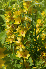 Lysimachia vulgaris, yellow loosestrife or loosestrife garden plant in bloom 