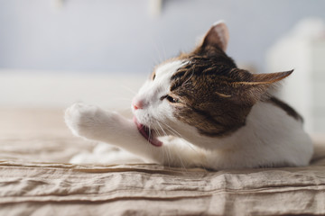 Striped adult cat lies on the bed and licks the paws. A beautiful  cat with yellow eyes licking the foot for cleaning.