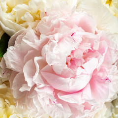 Close up of amazing peonies, macro wallpaper image