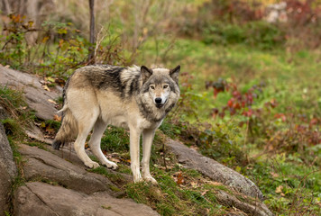 Naklejka na ściany i meble A lone Timber wolf or Grey Wolf Canis lupus standing on a rocky cliff on an autumn day in Canada