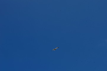 Seagull flying in the blue sky over the sea