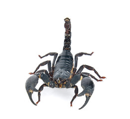 scorpion on white background