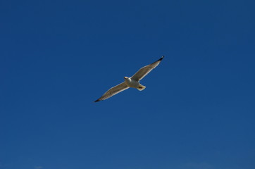 Fototapeta na wymiar gull flying in the blue with white clouds sky
