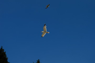 gull flying in the blue with white clouds sky