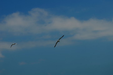gull flying in the blue with white clouds sky