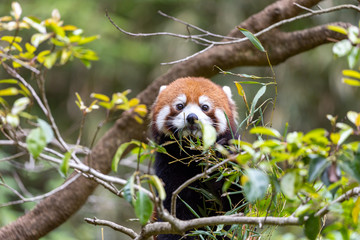レッサーパンダ (多摩動物公園, 東京, 日本)