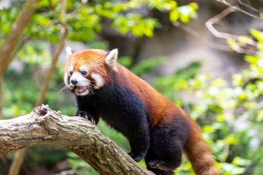 レッサーパンダ (多摩動物公園, 東京, 日本)