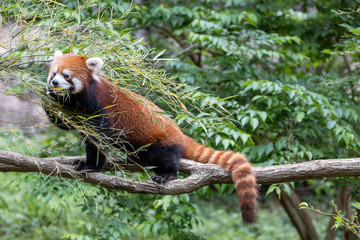 レッサーパンダ (多摩動物公園, 東京, 日本)