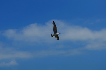 gull flying in the blue with white clouds sky