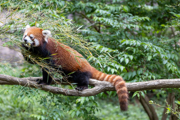 レッサーパンダ (多摩動物公園, 東京, 日本)