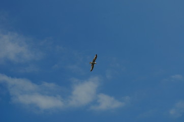 gull flying in the blue with white clouds sky