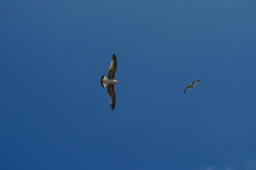 gull flying in the blue with white clouds sky