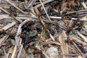 Waldameise (Formica) in Ameisenhaufen
