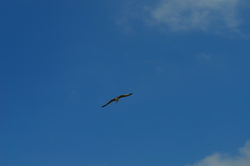 gull flying in the blue with white clouds sky
