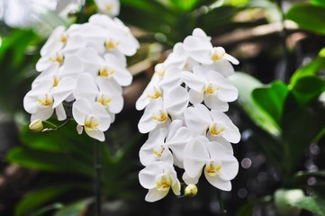 White orchid with green leaf background - beautiful nature flower blossom concept
