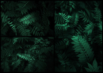 Fototapeta na wymiar Collage, composition of photos of fresh tropical leaves. Background made with young green fern leaves. Dark and moody feel. Concept for design. Flat lay, low-key lighting.