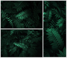 Collage, composition of photos of fresh tropical leaves. Background made with young green fern leaves. Dark and moody feel. Concept for design. Flat lay, low-key lighting.