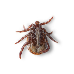 Bottom view of a male mite isolated on white with shadows. Macro photo