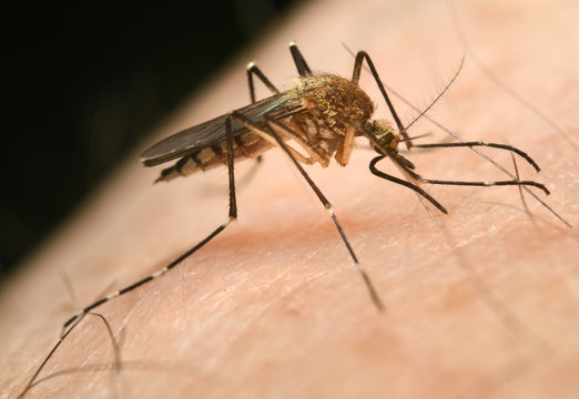 Close Up Of A Female Mosquito Culex Pipiens Puncturing Human Skin With Needle Like Proboscis To Suck Out A Blood Meal