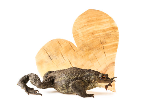 common toad Bufo bufo and wood heart as environment concept