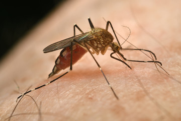 Close up of a female Mosquito Culex pipiens with abdomen engorged with a blood meal by puncturing human skin with needle like proboscis