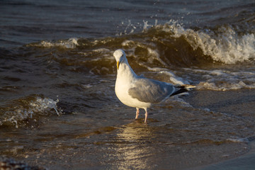 Silbermöwe in Brandung am Strand
