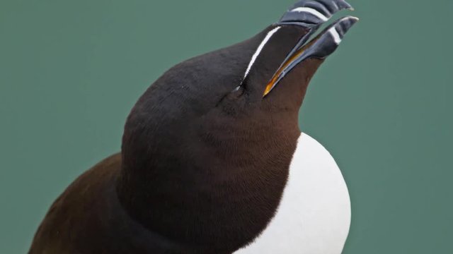 Razorbill Bird head shot extreme close up. Neutral marine back drop with accompanying sea bird calls.