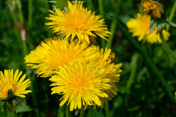 Yellow dandelions on sunny field spring flowers blossom.