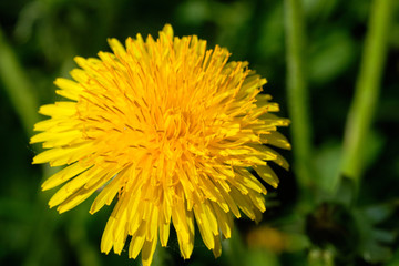 Yellow dandelions on sunny field spring flowers blossom.