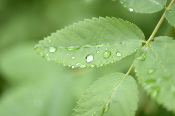 Drops of water on the leaves of wild rose after the rain close up