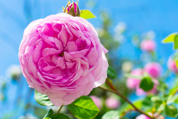Fototapeta na wymiar Close up of a beautiful delicate pink rose against a blue sky.